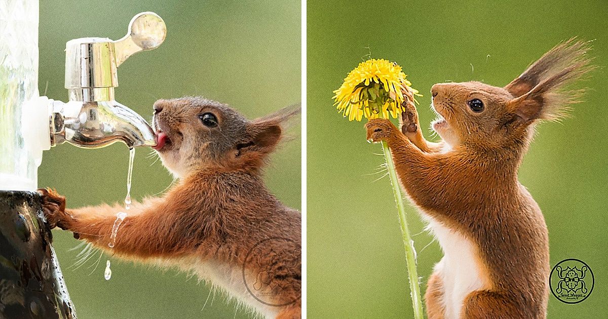 Un fotógrafo dedica su vida a tomar fotos de ardillas y se convierte en su mejor amigo Un fotógrafo dedica su vida a tomar fotos de ardillas y se convierte en su mejor amigo
