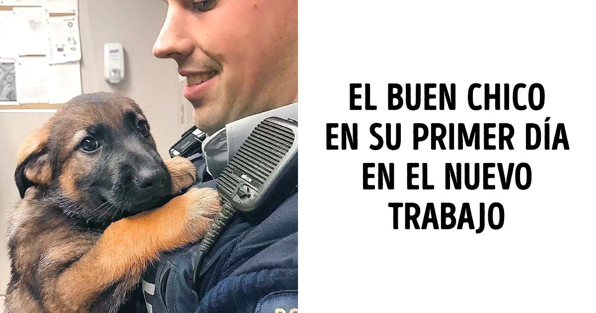 20+ Chicos buenos que saben cómo hacer su trabajo “sin meter la pata” 20+ Chicos buenos que saben cómo hacer su trabajo “sin meter la pata”