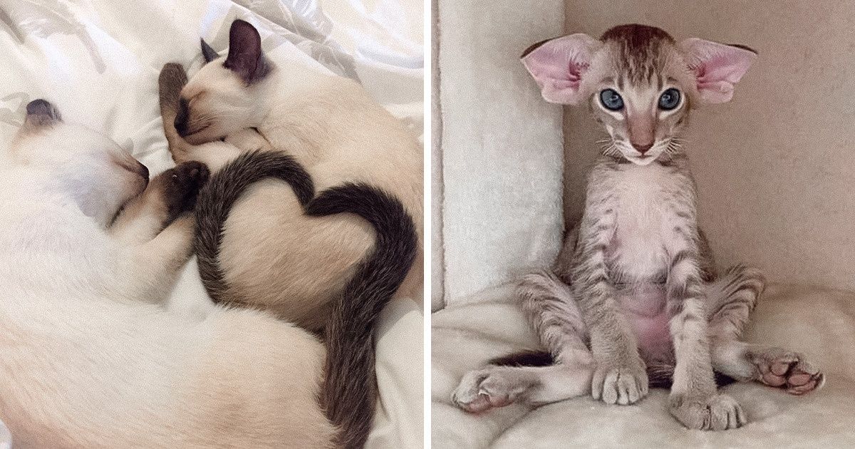 18 Fotos que prueban que nadie puede hacerte sonreír más rápido que tus mascotas 18 Fotos que prueban que nadie puede hacerte sonreír más rápido que tus mascotas