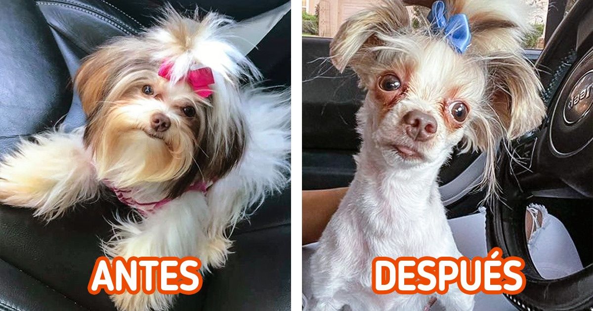 20 Dueños de mascotas que obtuvieron un perro completamente “nuevo” después de haberlo llevado a una peluquería canina 20 Dueños de mascotas que obtuvieron un perro completamente “nuevo” después de haberlo llevado a una peluquería canina