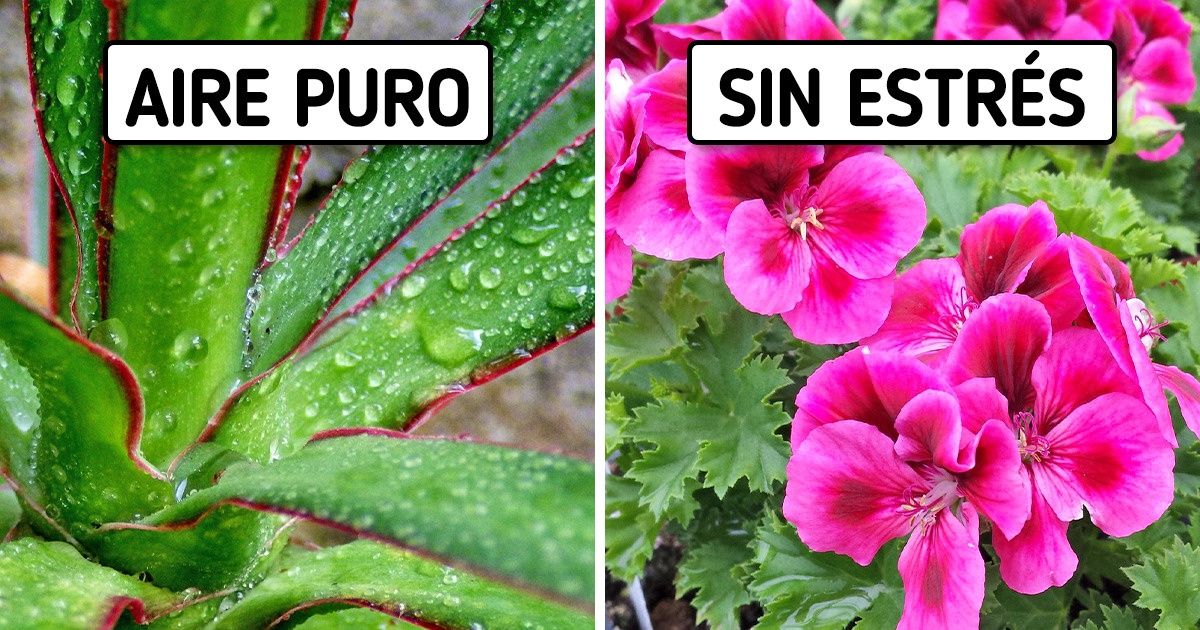 15 Plantas de interior que pueden mejorar tu estado de ánimo y tu salud 15 Plantas de interior que pueden mejorar tu estado de ánimo y tu salud