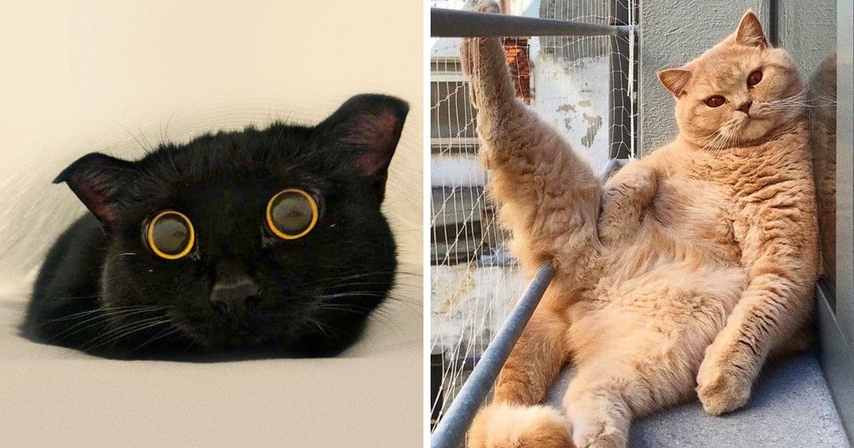 20 Gatitos que te ayudarán a recuperar tu sonrisa hasta en los días más sombríos 20 Gatitos que te ayudarán a recuperar tu sonrisa hasta en los días más sombríos
