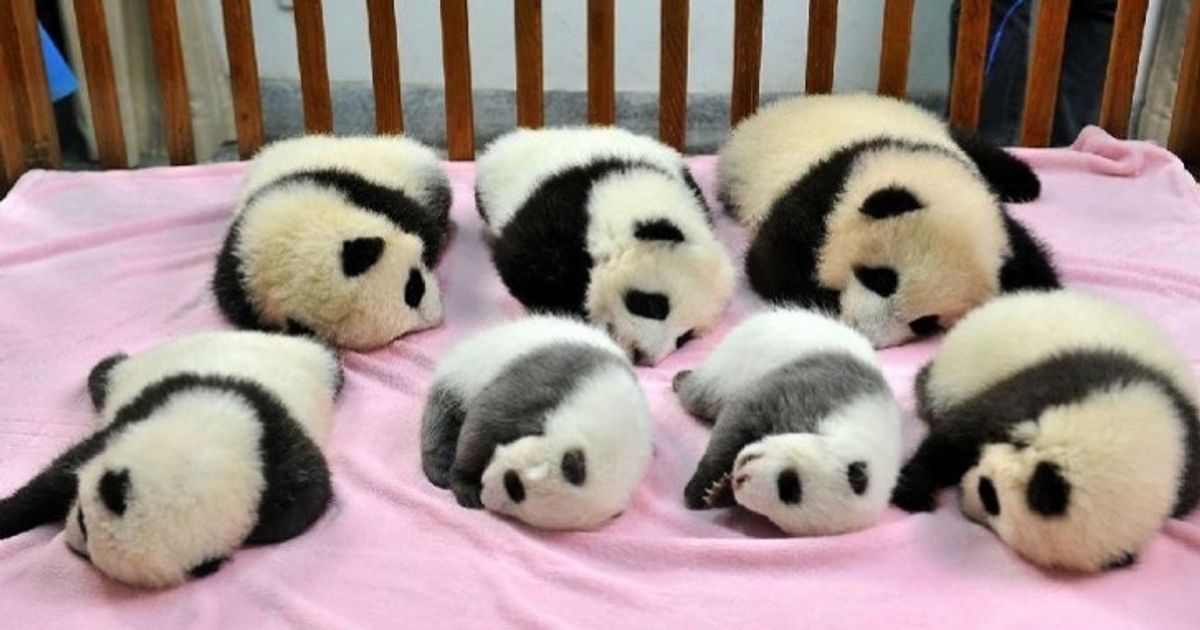 El jardín infantil para osos pandas SÍ existe. ¡No, no te lo estás soñando!