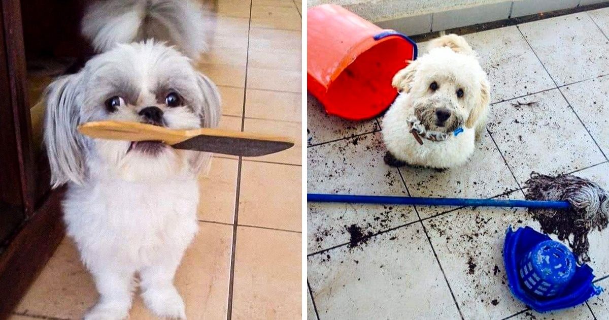18 Lectores de Genial comparten fotos de las travesuras de sus mascotas 18 Lectores de Genial comparten fotos de las travesuras de sus mascotas
