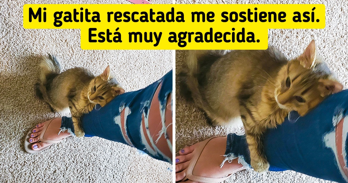 20 Mascotas a las que el rostro y el corazón se les llenaron de felicidad tras ser adoptadas