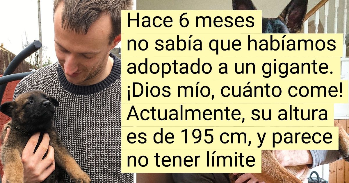 20+ Personas que pensaron que sus mascotas crecerían solo un poco, pero la vida las engañó 20+ Personas que pensaron que sus mascotas crecerían solo un poco, pero la vida las engañó
