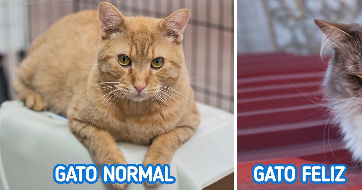 8 Señales para saber si tu gato es la criatura más afortunada del mundo 8 Señales para saber si tu gato es la criatura más afortunada del mundo