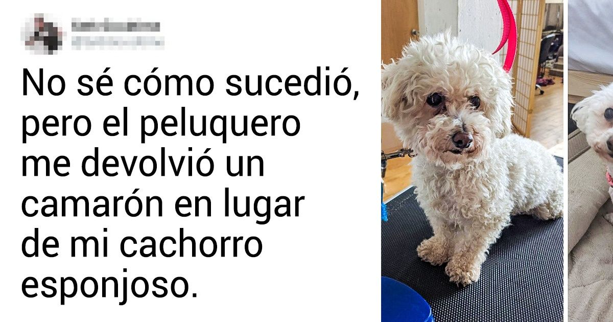 20+ Animales que no solo el dueño, sino su propia madre no podría reconocer después de un corte de pelo