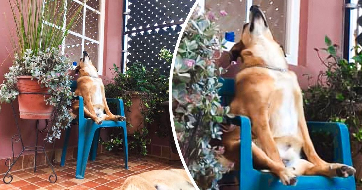 20+ Usuarios de Genial muestran las peculiares posturas que tienen sus mascotas al dormir 20+ Usuarios de Genial muestran las peculiares posturas que tienen sus mascotas al dormir