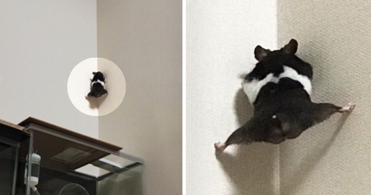 18 Mascotas cuyas tontas ocurrencias son el mejor antiestrés para sus dueños 18 Mascotas cuyas tontas ocurrencias son el mejor antiestrés para sus dueños