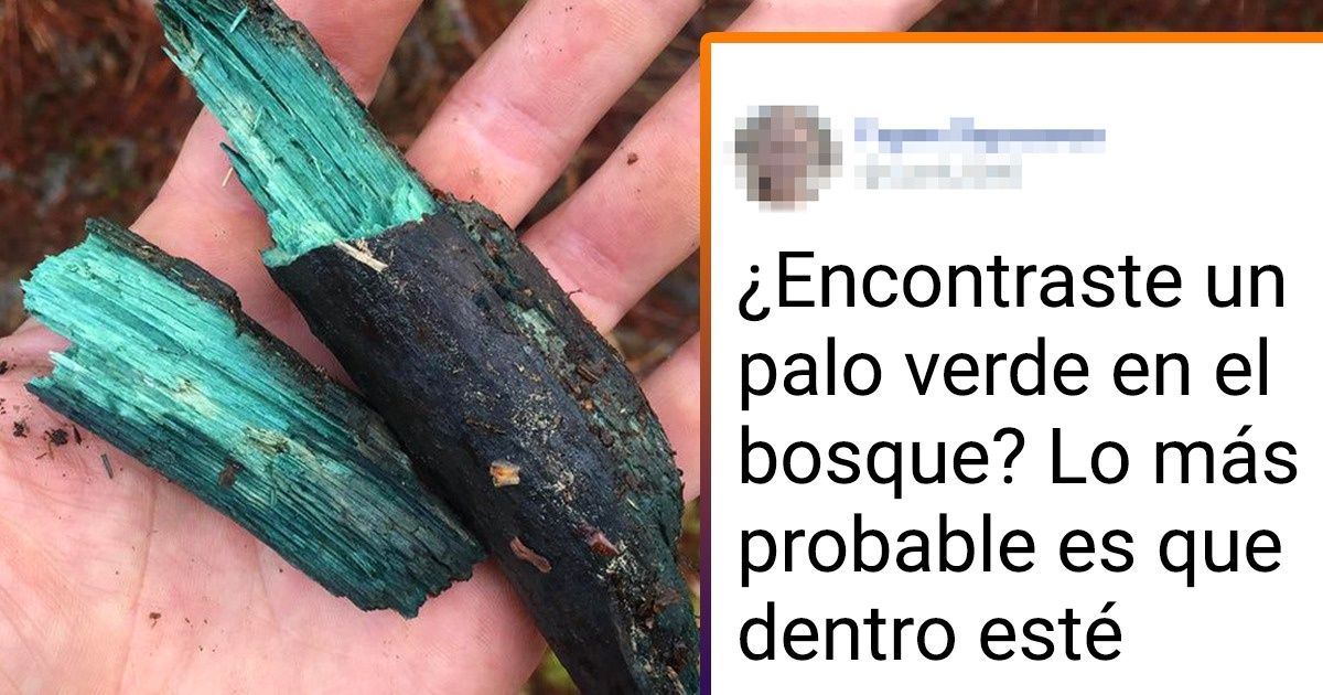20+ Personas cuya habitual recolección de hongos se convirtió en una verdadera aventura