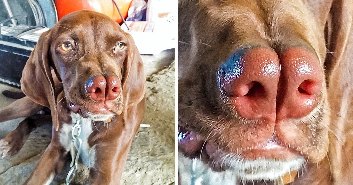 10+ Razas raras de perros que no sabías que existían