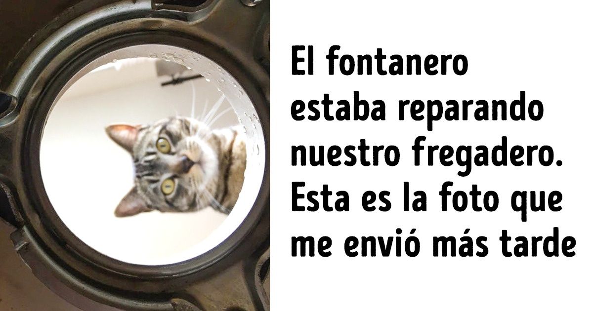 Estos embajadores del Reino Felino derretirán todos los corazones, incluso los de los amantes empedernidos de los perros