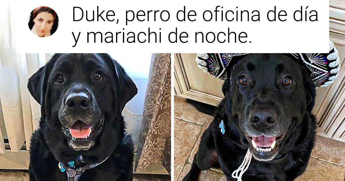 19 Perros que trabajan y otros que fingen hacerlo y han encontrado tiempo para lucir su mejor pose