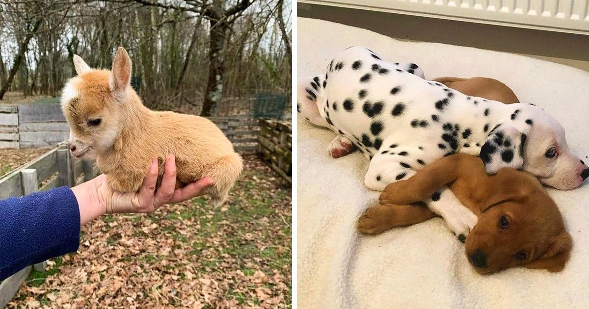 21 Animales bebé a los que la naturaleza dotó de todo lo necesario para cautivarnos 21 Animales bebé a los que la naturaleza dotó de todo lo necesario para cautivarnos