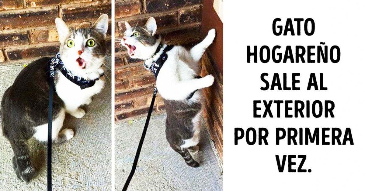 19 Animales que hacen algo por primera vez y su reacción vale oro puro