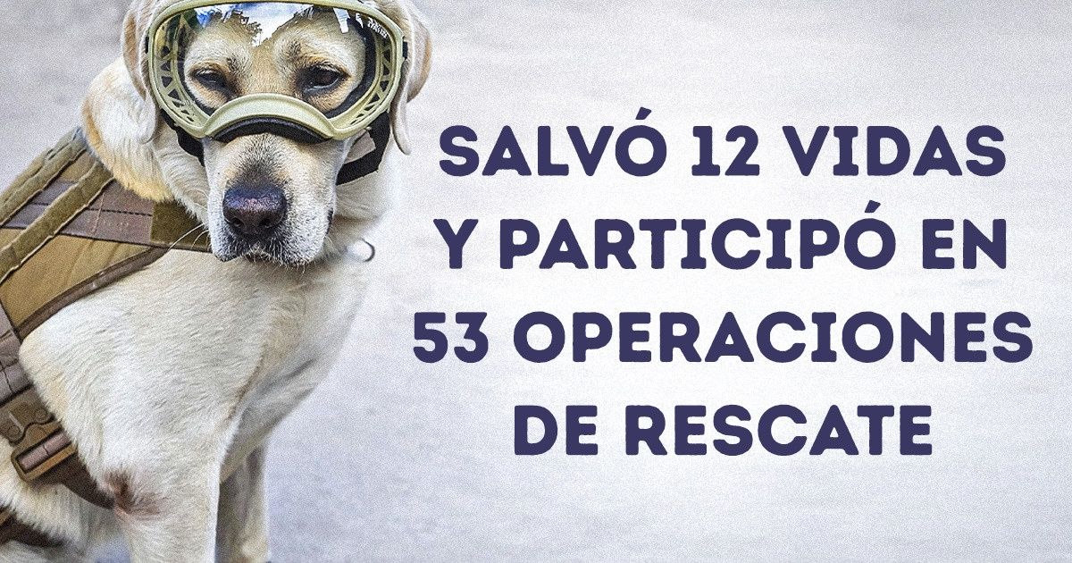 10 Maravillosos perros policía que trabajan alrededor del mundo por la seguridad de la humanidad 10 Maravillosos perros policía que trabajan alrededor del mundo por la seguridad de la humanidad