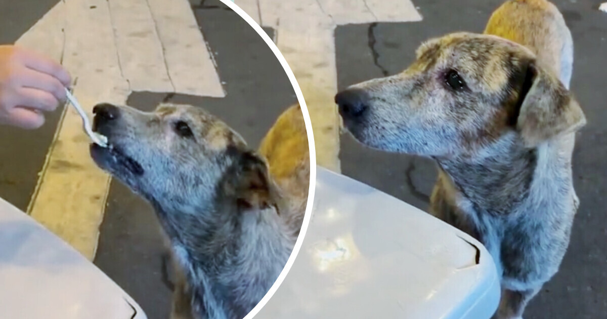 Perrito callejero es alimentado y su reacción de agradecimiento se vuelve viral