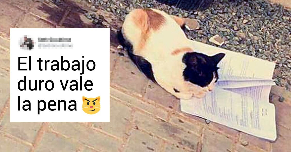 24 Mascotas que, en lugar de “comerse la tarea”, acompañan a sus dueños mientras estudian 24 Mascotas que, en lugar de “comerse la tarea”, acompañan a sus dueños mientras estudian