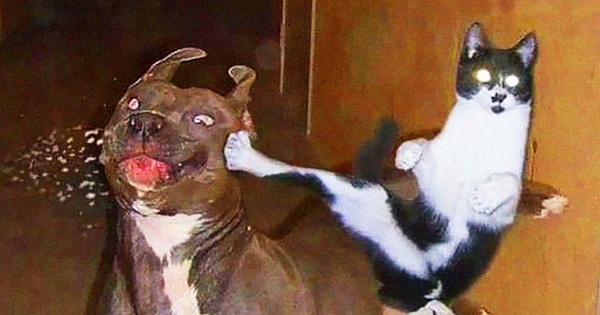 20+ Fotos que prueban que la relación entre gatos y perros es la más difícil (los gatos no son tan inocentes como podemos pensar)