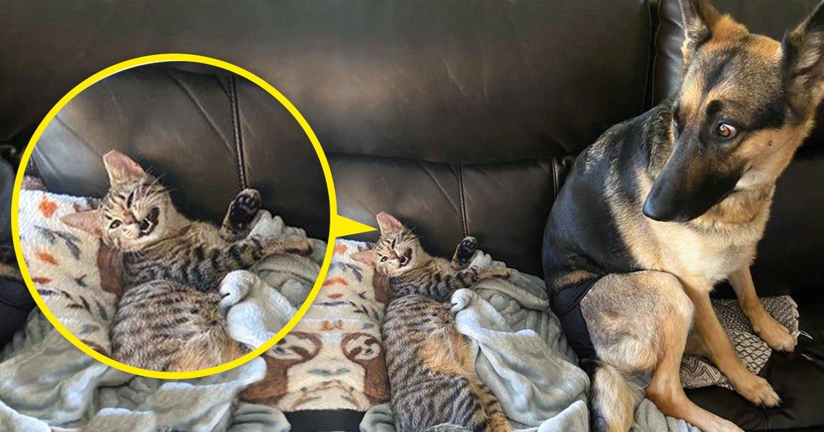 20+ Gatos a los que algo los ha desconcertado, y no han podido ocultarlo