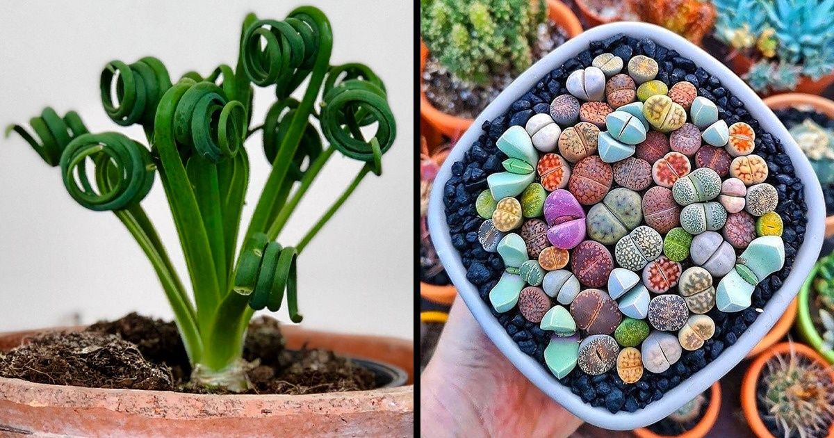 18 Plantas de interior que pueden aportar más vida a tu hogar por su aspecto de fantasía 18 Plantas de interior que pueden aportar más vida a tu hogar por su aspecto de fantasía