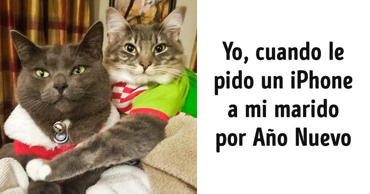 20 Fotos de animales en las que cada uno se reconocerá a sí mismo antes del Año Nuevo y después