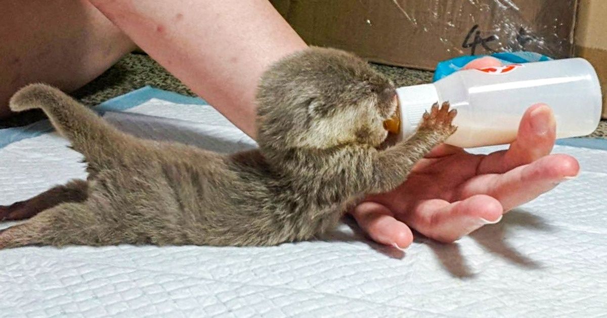 25 Animales que te provocarán un fuerte ataque de ternura