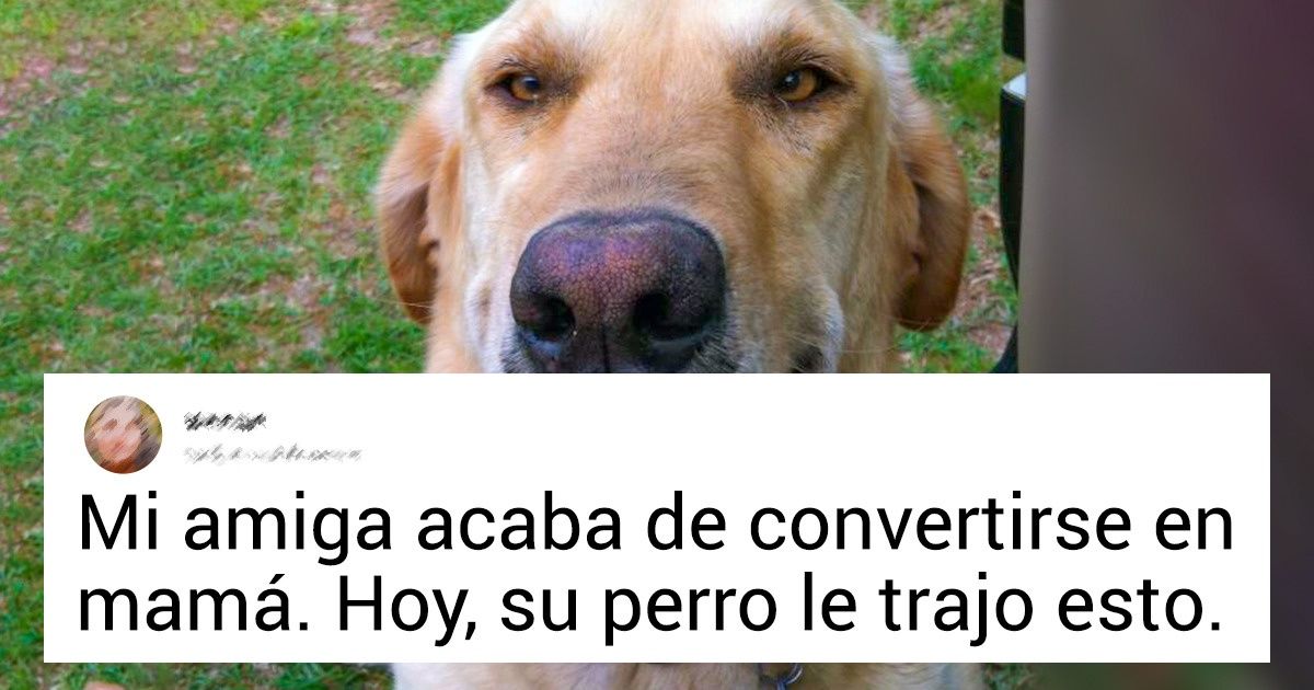 20 Perritos agradecidos que no podían dejar a sus dueños sin un regalo 20 Perritos agradecidos que no podían dejar a sus dueños sin un regalo