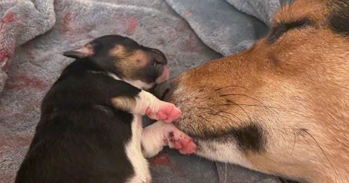 20 Fotos demuestran que la conexión entre una madre y sus crías es muy fuerte