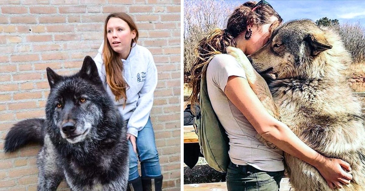 18 Magníficos perros lobo que queremos abrazar y nunca dejar ir 18 Magníficos perros lobo que queremos abrazar y nunca dejar ir