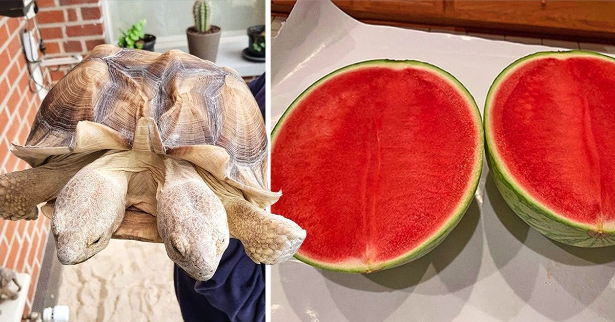 20+ Veces en que la naturaleza quiso impresionarnos tanto que se le fue la mano 20+ Veces en que la naturaleza quiso impresionarnos tanto que se le fue la mano
