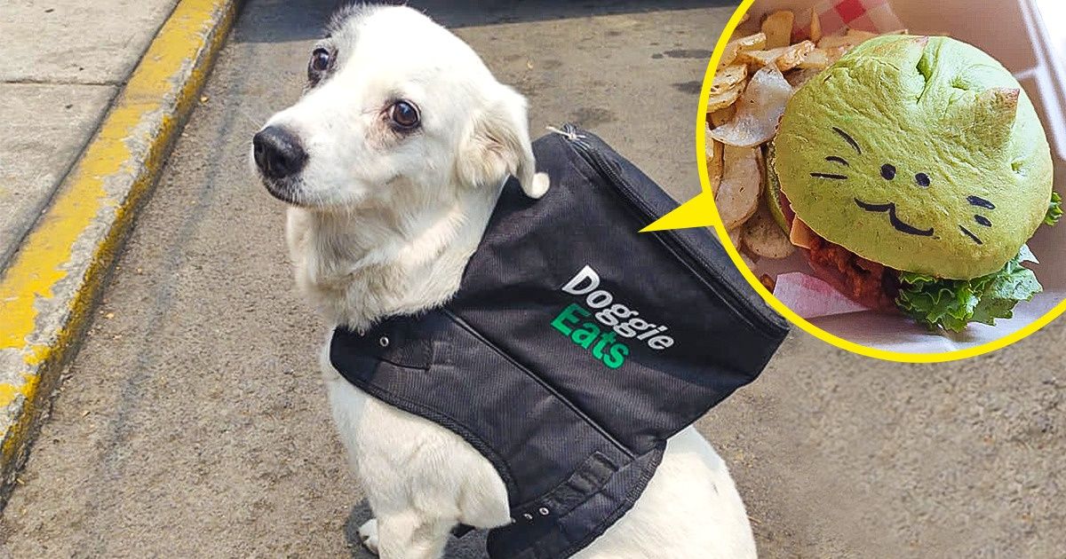 Perrita se vuelve “repartidora” de comida y recauda fondos para los 160 animales de su refugio Perrita se vuelve “repartidora” de comida y recauda fondos para los 160 animales de su refugio