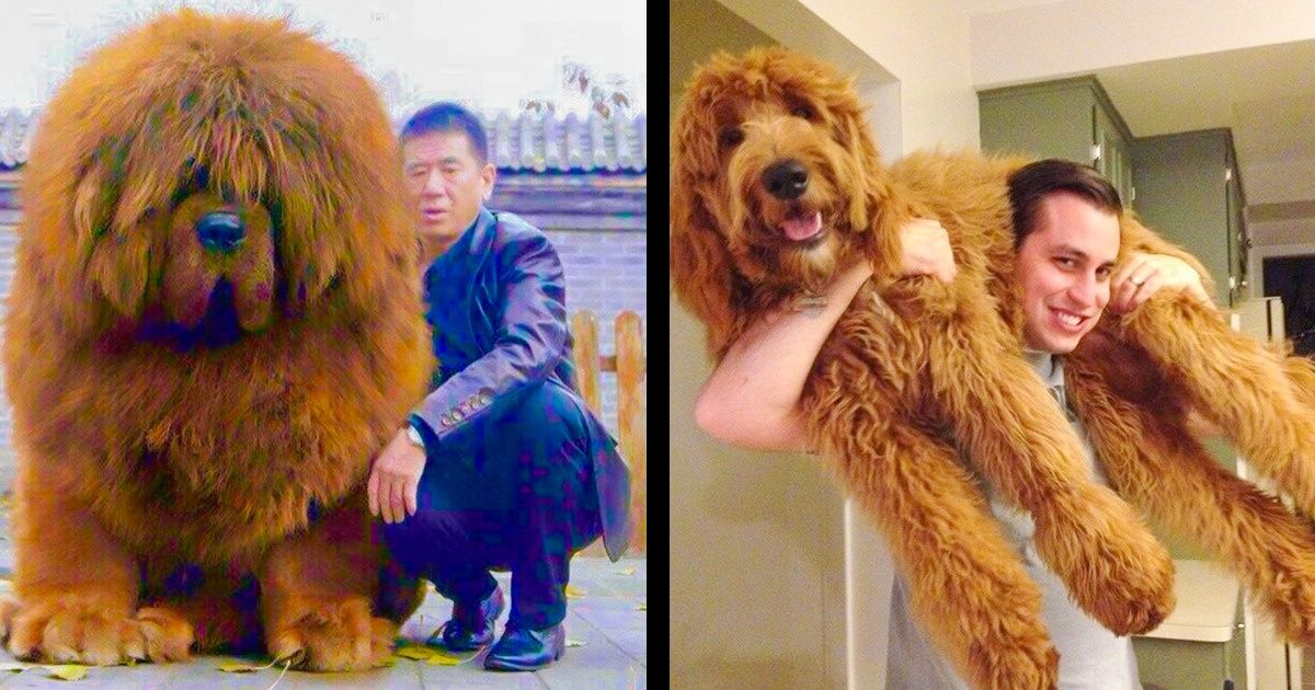 28 Perros que no se dan cuenta de lo grandes que son