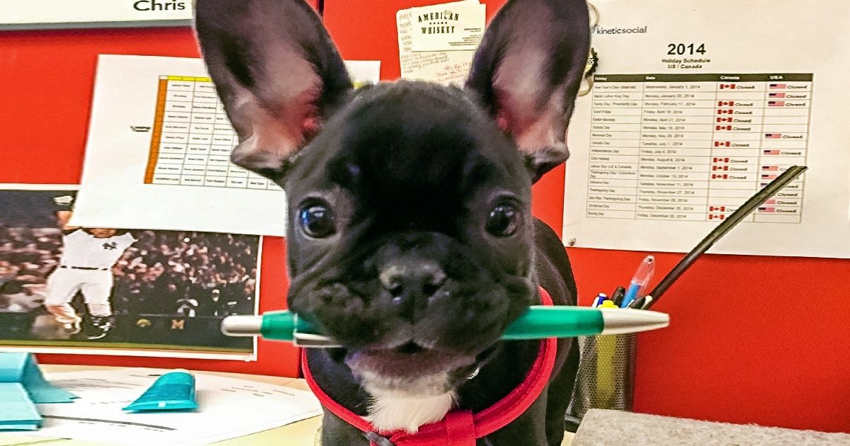 Tener mascotas en la oficina reduce el estrés y aumenta la productividad, según científicos Tener mascotas en la oficina reduce el estrés y aumenta la productividad, según científicos