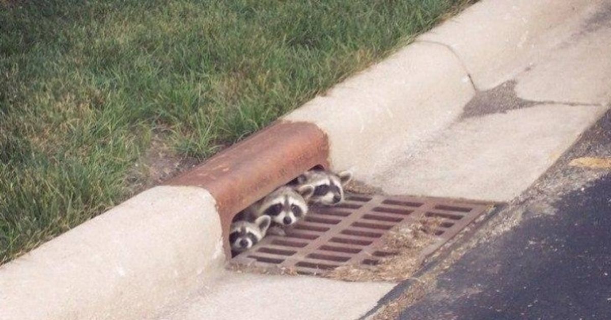 20 Reglas de la vida de los mapaches