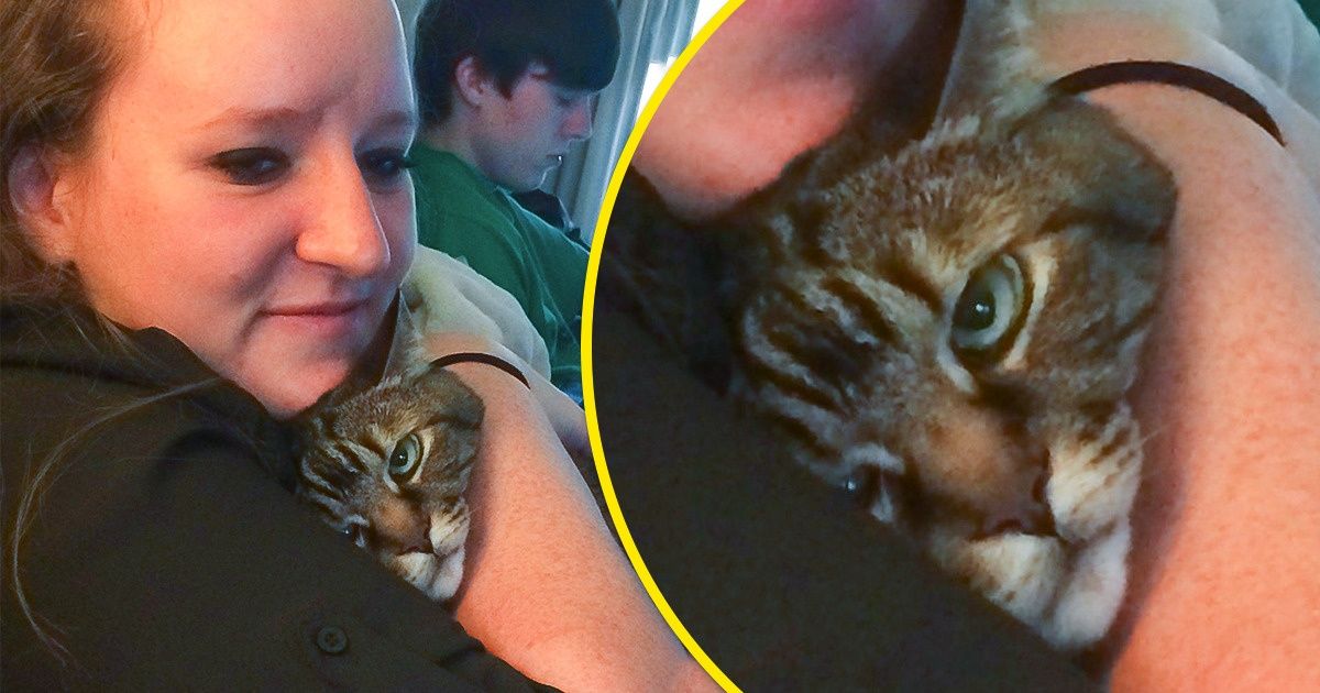 26 Mascotas a las que se les nota a leguas que ya han tenido suficiente del amor de sus humanos 26 Mascotas a las que se les nota a leguas que ya han tenido suficiente del amor de sus humanos