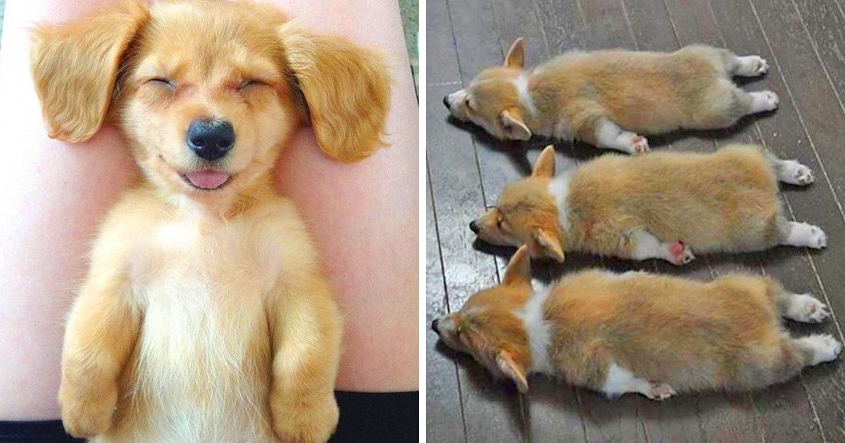 20 Perros adorables de los cuales te enamorarás una vez y para siempre