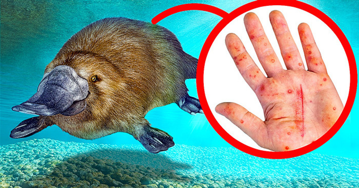 Tu primer instinto puede ser abrazarlos, pero no lo hagas