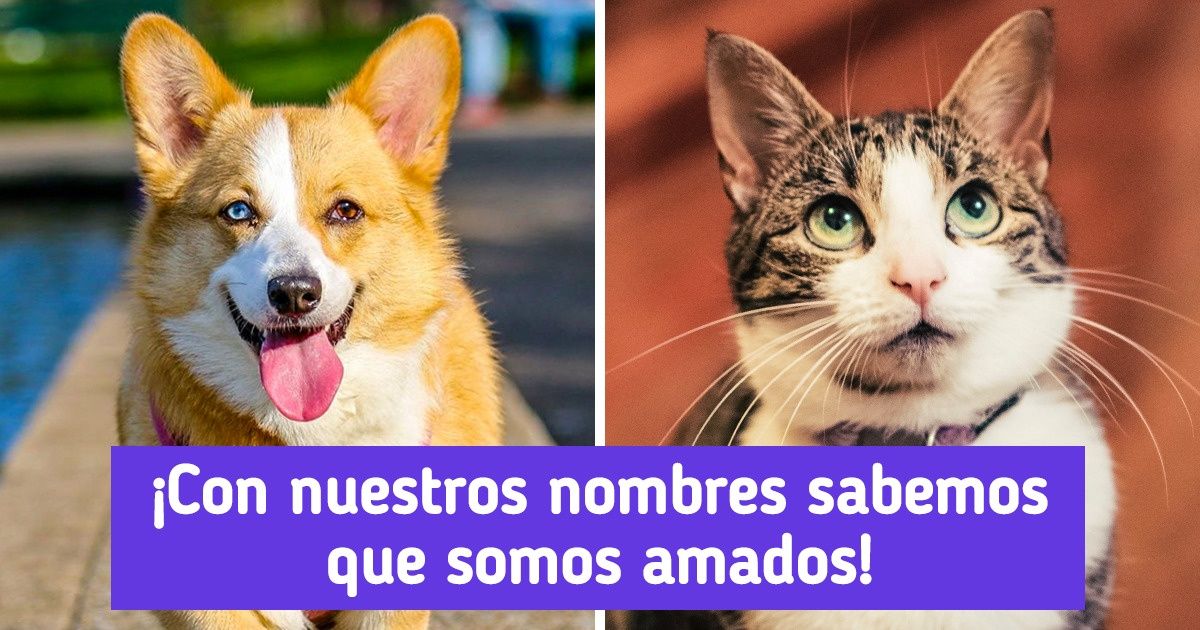 30 Nombres en 15 idiomas para perros o gatos que significan “amor”