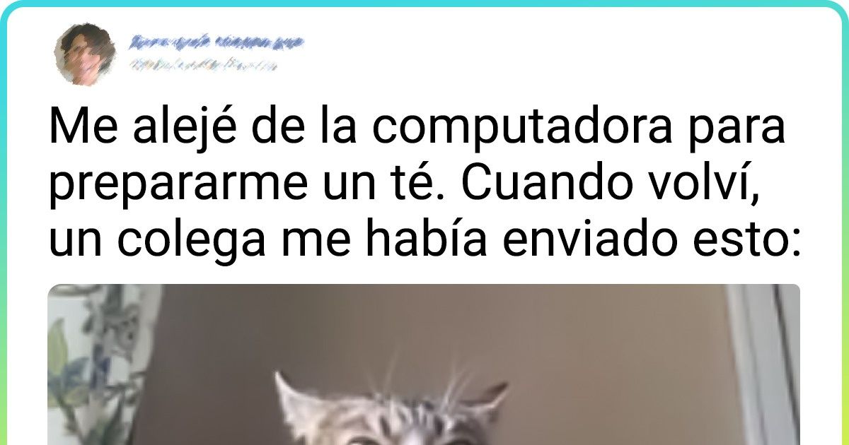 20+ Mascotas que olvidaron cómo se supone que debe comportarse un animal respetable
