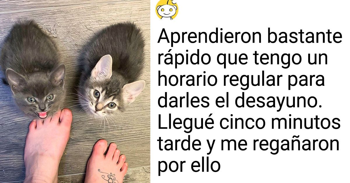 20 Veces en las que los animales demostraron que solo les falta hablar para convertirse en humanos