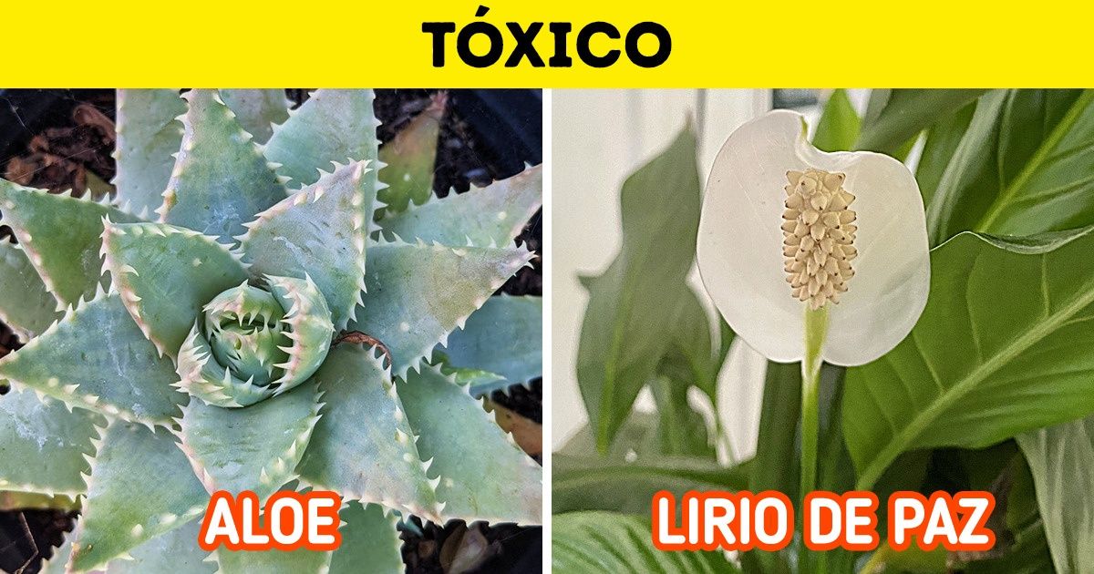 10 Plantas de las que es mejor estar alejados 10 Plantas de las que es mejor estar alejados