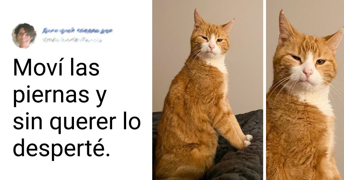 17 Gatos traviesos que les muestran a los humanos quiénes mandan en la casa 17 Gatos traviesos que les muestran a los humanos quiénes mandan en la casa