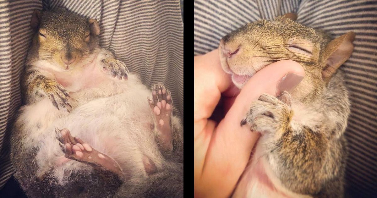 Un hombre rescató a una ardilla bebé de la muerte y ahora todo el Internet está enamorado de ella