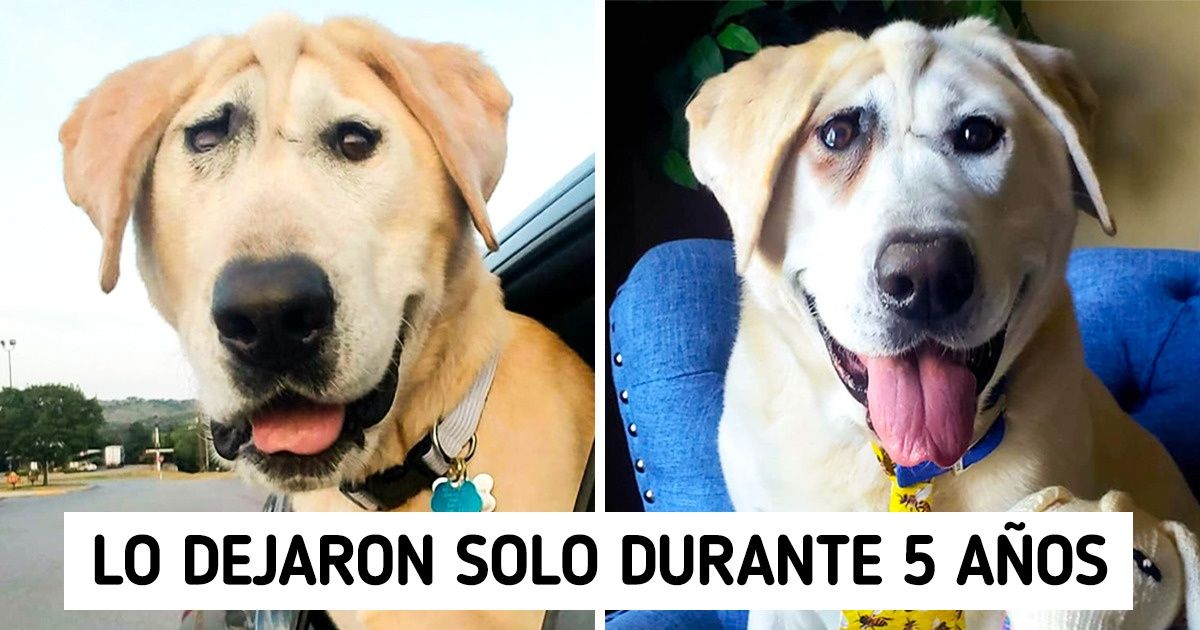 Después de haber sido abandonado dos veces por su apariencia, este perro con una deformidad facial finalmente encontró el amor que merece Después de haber sido abandonado dos veces por su apariencia, este perro con una deformidad facial finalmente encontró el amor que merece