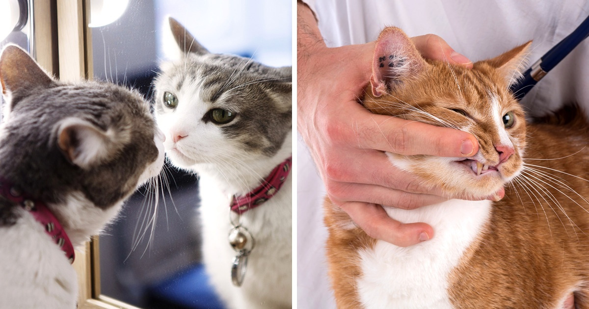 ¿El color del pelo de los gatos determina su carácter? Los estudios lo revelan