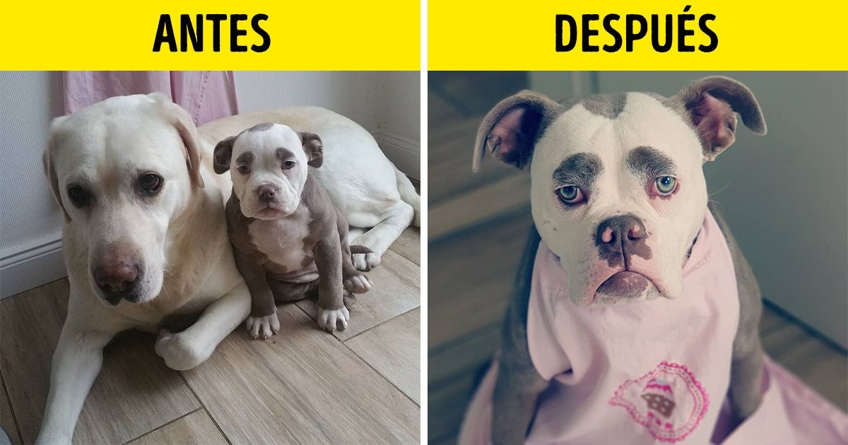 15 Fotos de perritos después de una cita con el peluquero canino que te harán querer tener uno 15 Fotos de perritos después de una cita con el peluquero canino que te harán querer tener uno