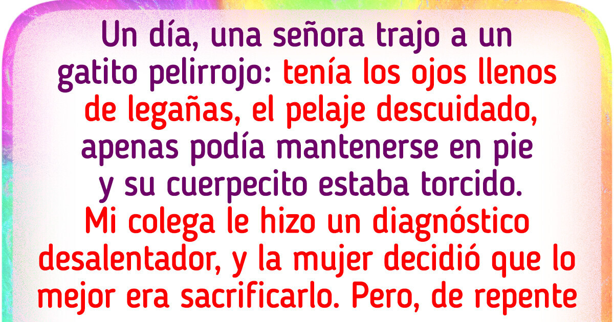 Un gatito fue llevado para ser sacrificado, pero el destino tenía otros planes Un gatito fue llevado para ser sacrificado, pero el destino tenía otros planes