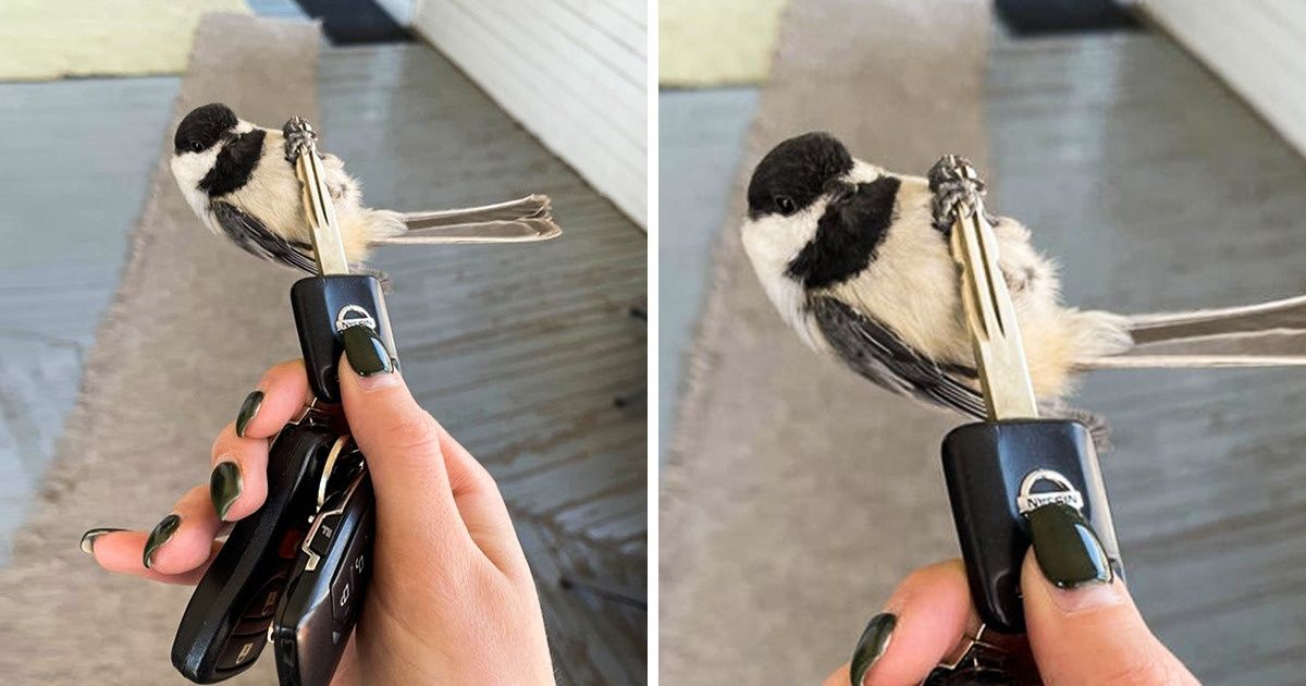 20 Fotos cuyas posibilidades de que vuelvan a suceder son una en un millón